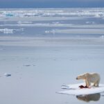 El futuro donde la estrella del Ártico “desaparecerá” porque el calentamiento global se ha convertido en el hecho